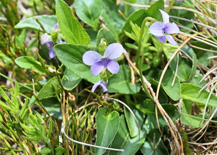 Australian Plants Violaceae